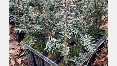 Bild: Michael Forster/Bayerische Staatsfosten/exb
Die heimische Weißtanne ist mit ihrer Pfahlwurzel der Fichte im Klimawandel überlegen. Da junge Tannen für Wild ein Leckerbissen sind, werden diese mit einem weißen Verbissschutzmittel auf Basis von Schaffett geschützt.