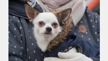 Symbolbild: Stefan Sauer/dpa
Ein Chihuahua – vermutlich ähnlich wie dieser – riss sich am Dienstag in Neustadt/WN von der Leine los und wurde von einem Auto erfasst.