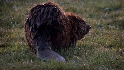 Bild: Karl-Josef Hildenbrand/dpa/Archivbild
Ein Biber sitzt in der Abenddämmerung auf einer Wiese.