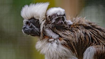 Bild: Chester Zoo/PA Media/dpa
Das kleine Affenbaby auf dem Rücken seiner Mutter im Zoo in Cheshire.