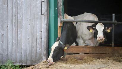 Symbolbild: Karl-Josef Hildenbrand/dpa
Kühe stehen in einem landwirtschaftlichen Großbetrieb in einem Stall.