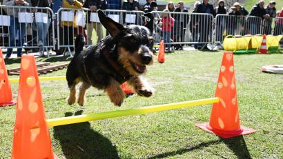 Bild: Angelika Warmuth/dpa
Dackel Seppi hebt elegant ab.