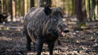 Bild: Nicolas Armer/dpa
Ein gut 200 Kilogramm schwerer Schwarzwild-Keiler in einem Gehege des Wildparks Waldhaus Mehlmeisel.