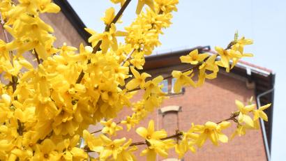 Bild: Gabi Schönberger
Die Forsythie blüht besonders früh im Jahr. Sie ist sozusagen der Anzeiger für den Frühlingsbeginn.