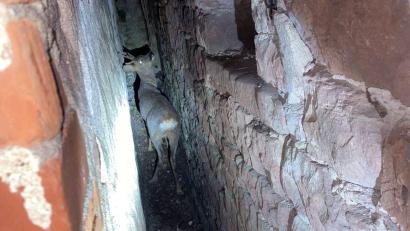 Bild: Polizei/Polizeiinspektion Miltenberg/dpa
Das Reh steht eingeklemmt zwischen zwei Häusern im Landkreis Miltenberg.