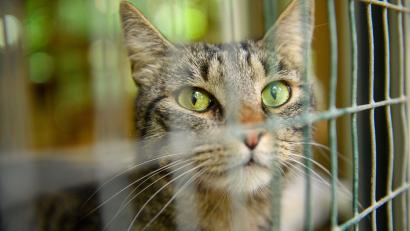 Symbolbild: Klaus-Dietmar Gabbert/dpa
Die ausgesetzten Katzen wurden zur weiteren Pflege ins Tierheim Breitenbrunn gebracht.