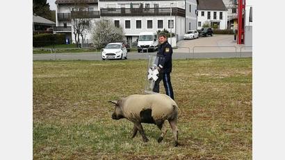 Bild: Polizei Waldmünchen
Die Polizei Waldmünchen spürte den entflohenen Eber auf. Er war am Ostermontag aus einer Metzgerei abgehauen.