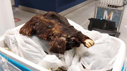 Bild: Hauptzollamt München
Eine ganze, gebratene Rohrratte haben Zöllner des Hauptzollamts München am Flughafen bei einer Gepäckkontrolle aufgefunden.