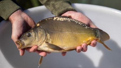 Bild: Daniel Karmann
Ein Teichwirt hält einen Karpfen in den Händen.