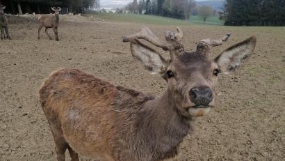 Bild: Winderl, Kristin [wrl]
Derzeit wechseln die Hirsche ihr Fell und sie bekommen ein neues Geweih.