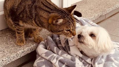 Bild: Naumenko/exb
Erstmal vorsichtig beschnuppern: Eigentlich hatte Elisabeth Naumenko, Mitarbeiterin bei der Stadt Weiden, Bedenken, ob sich ihre zwei Katzen mit der ukrainischen Malteserhündin verstehen. Im Alltag war das dann gar nicht so schwierig wie gedacht.