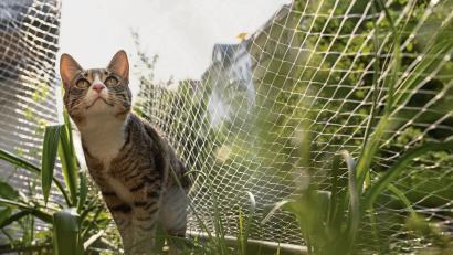 Bild: Franziska Gabbert/dpa
Katze Cookie sitzt auf dem Geländer eines Balkons, der mit einem Katzennetz gesichert ist. Schwarze Netze fallen allerdings weniger auf als weiße oder transparente.