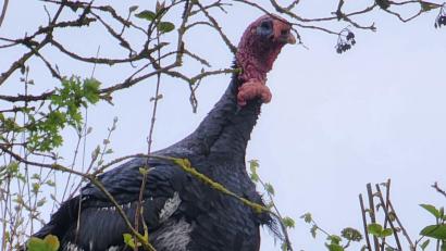Bild: Polizei Sulzbach-Rosenberg
Dieser Truthahn entkam zuerst dem Fuchs und musste anschließend von der Polizei gerettet werden.