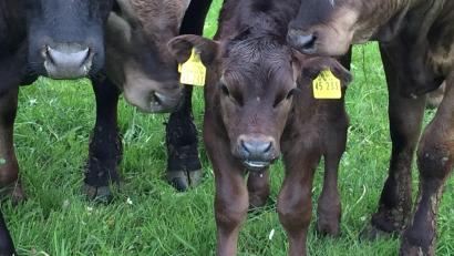 Bild: Schirin Oeding/exb
Von Mai bis September herrscht Idylle auf der Sommerweide. Die Wagyu-Rinder fressen hauptsächlich das, was auf der Wiese wächst.