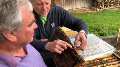 Bild: mis
Ohne Schutzkleidung können der Vorsitzende Albert Zeitler (links) und Kassier Michael Treiber (rechts) die Bienen begutachten. So ungefährlich sind die Bestäuber.