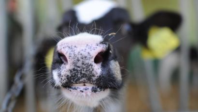 Bild: Julian Stratenschulte
60 Prozent der Oberpfälzer Milchkühe werden angebunden gehalten. Anbindehaltung allerdings ist ein Auslaufmodell - ganz Bayern steht, was die Haltungsformen angeht, ein Strukturwandel bevor.