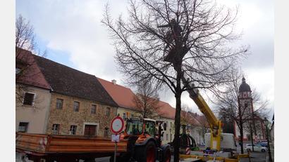 Bild: amö
Mit Hilfe eines Steigers wurden die Äste gekürzt.