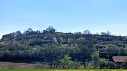 Bild: stg
Für die Hecken am Kastler Berg gibt es nun ein individuelles Pflegekonzept.