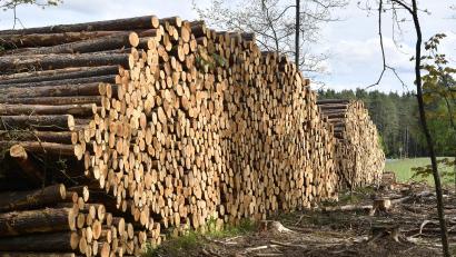 Archivbild: Petra Hartl
Holzstämme liegen im Auerbacher Bürgerwald zum Abtransport bereit.