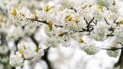 Bild: Nicolas Armer/dpa
Blühende Kirschbäume prägen die Landschaften in der Fränkischen Schweiz.