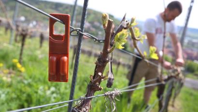 Bild: Karl-Josef Hildenbrand/dpa/Archivbild
Winzer Martin Göbel befestigt in seinem Weinberg eine Pheromonfalle.