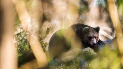 Symbolbild: Lino Mirgeler/Archiv
Eine Wildtierkamera fing am vergangenen Wochenende einen Braunbären ein.