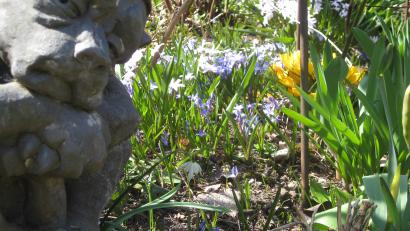 Bild: ads
Der Frühling hat im Schnaittenbacher Kräutergarten Einzug gehalten und lässt das botanische Kleinod erblühen.