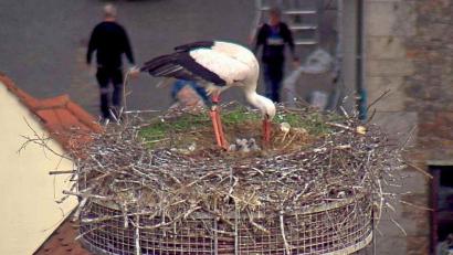 Bild: Webcam Stadt Weiden/exb
Der Storchennachwuchs ist da: Bis zu vier graue Köpfchen scheinen sich hier empor zu heben.