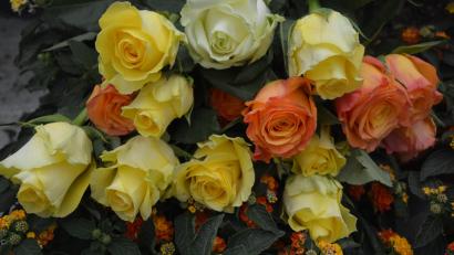 Bild: jr
1600 Rosen in verschiedenen Farben verteilt der Gewerbeförderverein Mitterteich am Freitag und Samstag, 6. und 7. Mai, in 33 Geschäften.