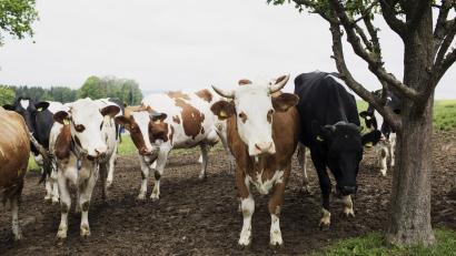 Bild: Steinwald-Allianz
Ein Schwerpunkt der Öko-Modellregion im Steinwald ist die Vermarktung von Bio-Rindfleisch. Hier sind Tiere vom Betrieb von Matthias Zahn aus Eiglasdorf zu sehen.