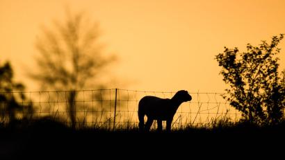 Bild: Julian Stratenschulte/dpa/Symbolbild
Schafe grasen kurz nach Sonnenaufgang auf einer Wiese.