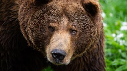 Symbolbild: Christophe Gateau
Der Braunbär, der im Landkreis Garmisch-Partenkirchen unterwegs ist, ist ganz schön fotogen.