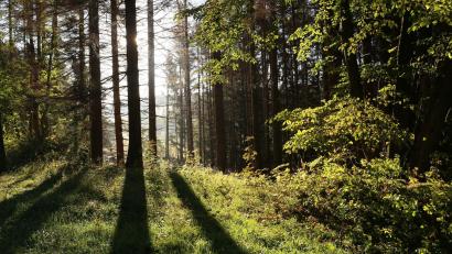 Symbolbild: Matthias Bein/dpa-Zentralbild/ZB/Symbolbild
Die Sonne scheint in einem Wald zwischen Bäumen hindurch. Insgesamt 100 neue Mitglieder konnte die Forstbetriebsgemeinschaft Amberg-Schnaittenbach im vergangenen Jahr aufnehmen.
