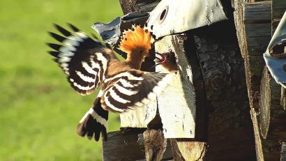 Symbolbild: Thomas Blank
Vergangenes Jahr gab es einen Brutnachweis für den Wiedehopf im wärmeverwöhnten Lauterachtal. Und auch heuer waren schon Rufe des seltenen Vogels zu hören.
