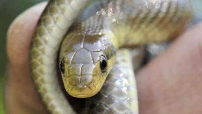 Symbolbild: Boris Roessler
Eine ausgewachsene Äskulapnatter.