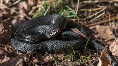 Bild: Siegfried Steinkohl
Schwarze Exemplare der Kreuzotter werden im Volksmund Höllenottern genannt.
