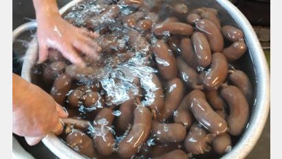Bild: edo
Häufig genutzt wurde in letzter Zeit das Schlachthaus in der Brauerei-Straße: Hier dampfen frische Leberwürste aus dem Kessel. Seit einigen Tagen haben die Renovierungsarbeiten begonnen.