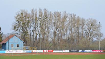 Bild: Benkhardt
Auch am Sportgelände der Stadt Erbendorf machen sich die Misteln breit. Viele verwechseln Misteln aus der Ferne mit Vogelnestern.