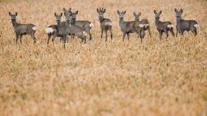 Symbolbild: Julian Stratenschulte/dpa
Rehe geraten in Lebensgefahr, wenn Hundebesitzer ihre Vierbeiner im Wald frei laufen lassen.