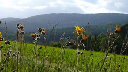Bild: Robert Mertl
Der Naturpark Steinwald soll mit einer hauptamtlichen Geschäftsführerin weiter vorangebracht werden. Unter den vielen Artenschutzprojekten ist auch der Erhalt der Arnika (im Vordergrund).