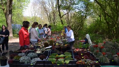 Archivbild: gi
Der Gartenmarkt im Generationenpark Gruberbach öffnet am Sonntag von 11.00 bis 18.00 Uhr seine Pforten. Eintritt frei.