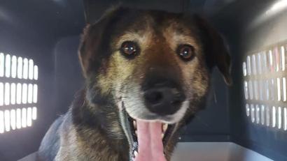 Bild: Tiersuchhilfe Rhein-Sieg/dpa
Hündin Leya soll Hunderte Kilometer allein unterwegs gewesen sein.