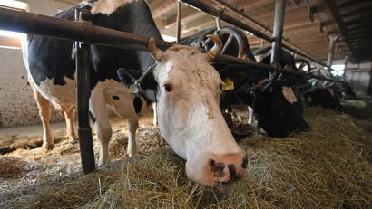 Symbolbild: Patrick Seeger
Im Landkreis Amberg-Sulzbach sind 23 Rinder verendet. Der Landwirt, der sich selbst angezeigt hat, gab an, er habe wegen gesundheitlicher Probleme die Tiere nicht ausreichend versorgen können.