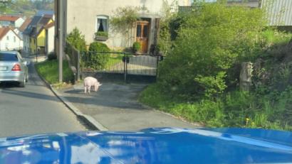Bild: Polizei Sulzbach-Rosenberg
Was war denn da los in der Bayreuther Straße? Die Polizei und der Besitzer eines entlaufenen Hausschweins mussten das Tier gemeinsam einfangen. Es war am Freitagmorgen ausgebüxt und sorgte bei vielen Autofahrern für Heiterkeit.
