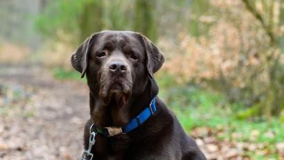 Symbolbild: Christophe Gateau/dpa
Vor einigen Monaten hat im Gemeindegebiet Trabitz ein umherstreunender Hund ein Reh schwer verletzt. Die Jagdpächter beantragten deshalb eine flächendeckende Anlein-Verordnung für Hunde. Im Bild ein Labrador Retriever mit einer blauen Hundeleine