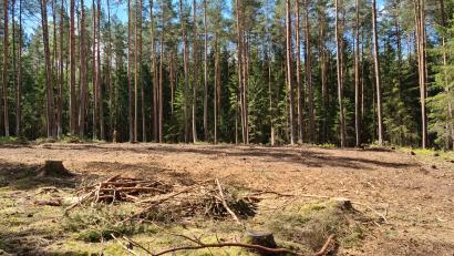 Bild: sne
Eine geeignete Fläche für den geplanten Waldkindergarten ist im Wald bereits vorhanden.