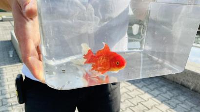 Bild: Nadine Niebauer
Dieser Goldfisch hat sich seinen Weg durch das Kanalnetz von Schierling gebahnt und ist schließlich in der Kläranlage gelandet.