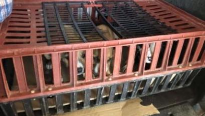 Bild: VPI Amberg
Die Hundewelpen waren in dieser Plastikbox eingepfercht.