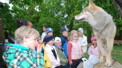 Bild: tss
Respektvoll stehen die Buben und Mädchen im evangelischen Kindergarten St. Markus vor der ausgestopften Wölfin.