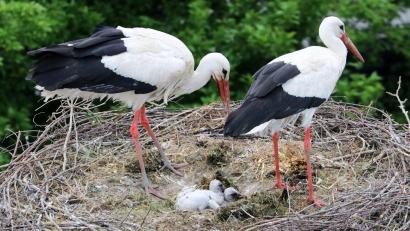 Bild: lst/exb
Nachwuchs bei den Storchen-Eltern in Floß: Drei Küken sind im Moment im Nest zu beobachten.